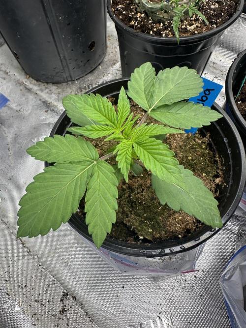 Reba/Rainbow Melon. Week 3