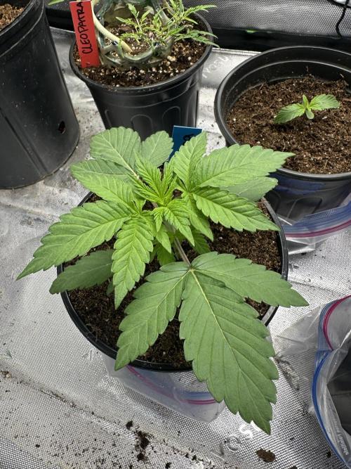 Rainbow Melon. Week 3