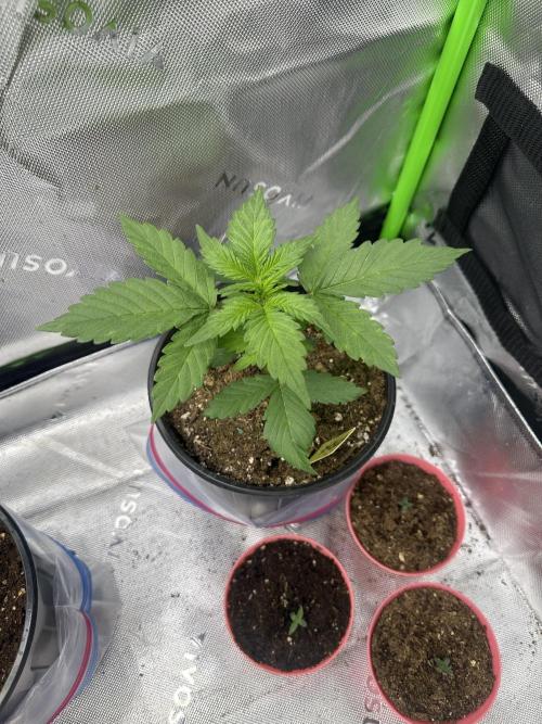 Priscilla/Purple Lemonade Auto. Week 4