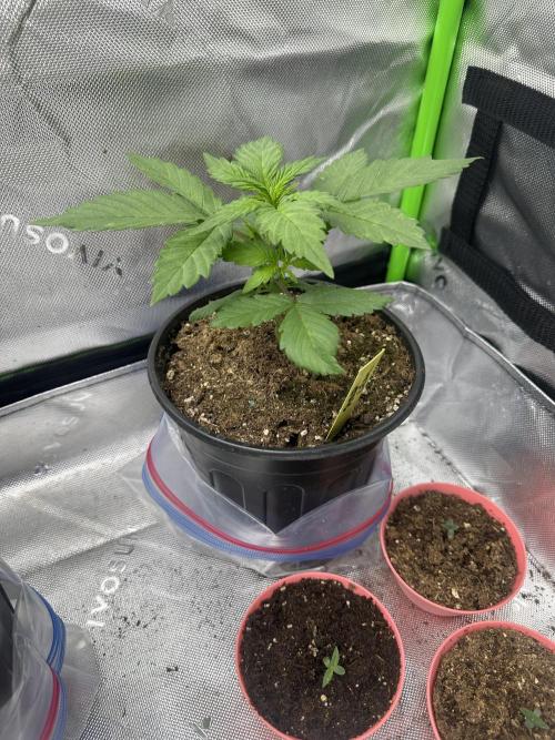Priscilla/Purple Lemonade Auto. Week 4