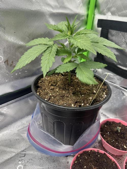 Priscilla/Purple Lemonade Auto. Week 4