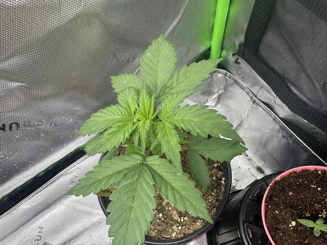 Priscilla/Purple Lemonade Auto. Week 4