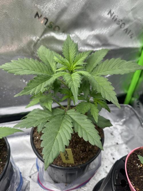Priscilla/Purple Lemonade Auto. Week 4