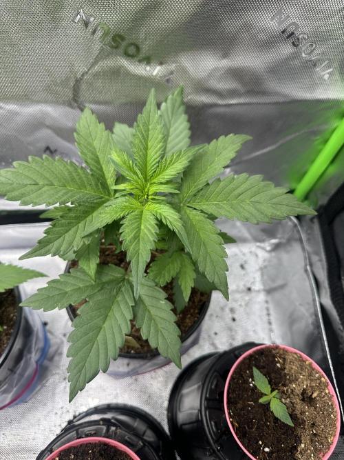 Priscilla/Purple Lemonade Auto. Week 4