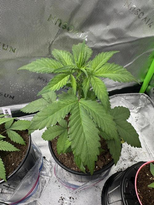 Priscilla/Purple Lemonade Auto. Week 4
