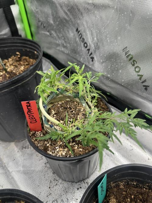 Cleopatra/Crown Bonsai. Week 17
