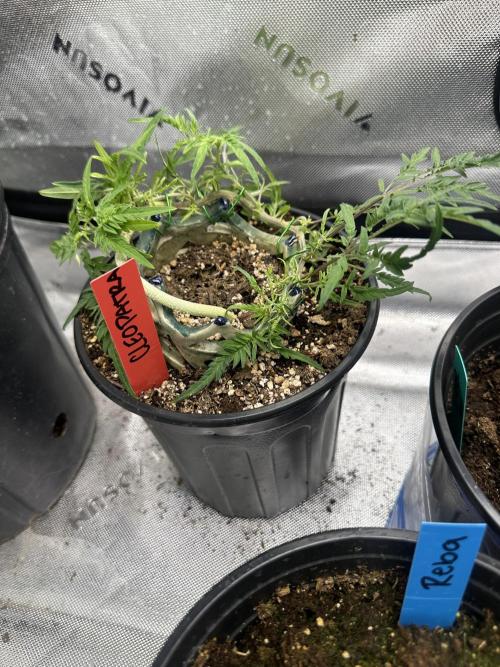 Cleopatra/Crown Bonsai. Week 17