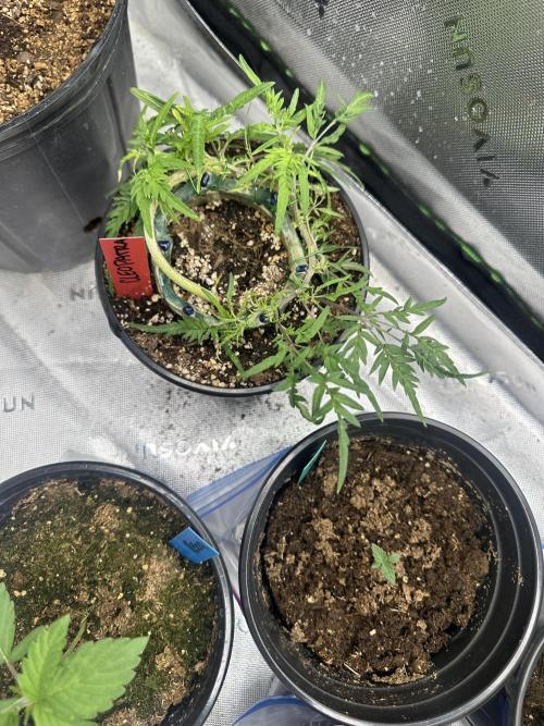 Cleopatra/Crown Bonsai. Week 17