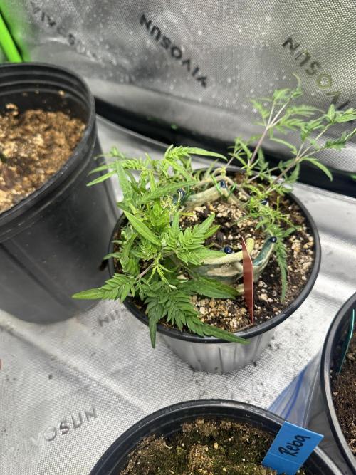 Cleopatra/Crown Bonsai. Week 17