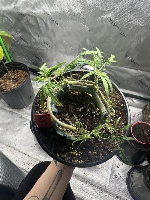 Cleopatra/Crown Bonsai. Week 17