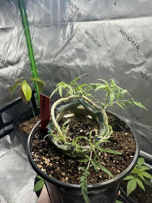 Cleopatra/Crown Bonsai. Week 17