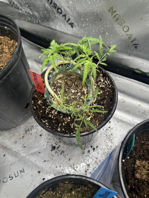 Cleopatra/Crown Bonsai. Week 17