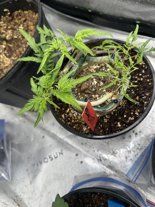 Cleopatra/Crown Bonsai. Week 17