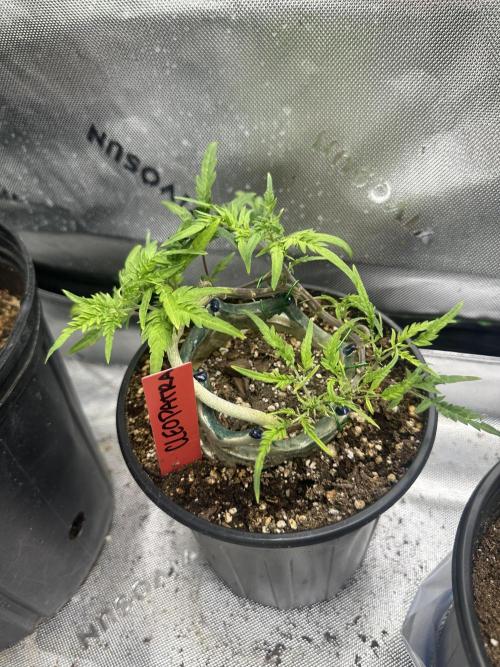 Cleopatra/Crown Bonsai. Week 17