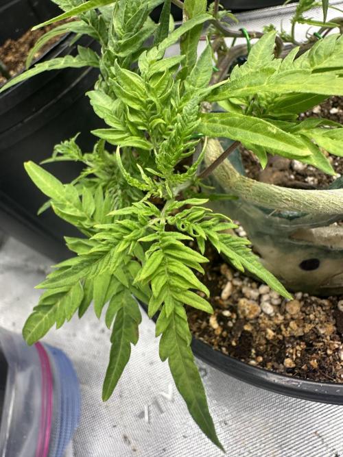 Cleopatra/Crown Bonsai. Week 17