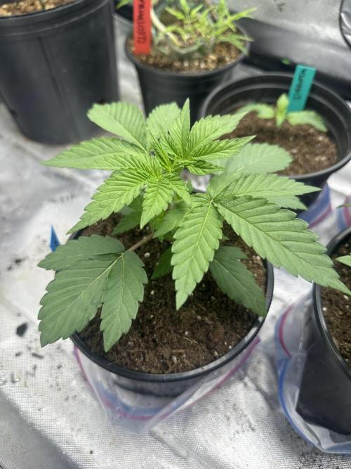 Reba/Rainbow Melon. Week 4