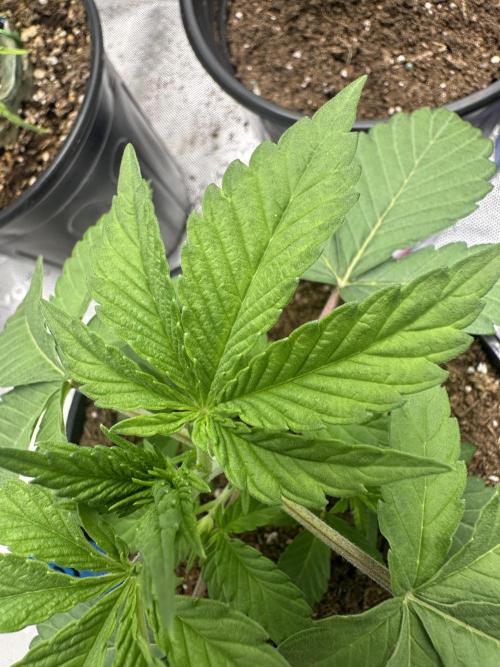 Reba/Rainbow Melon. Week 4
