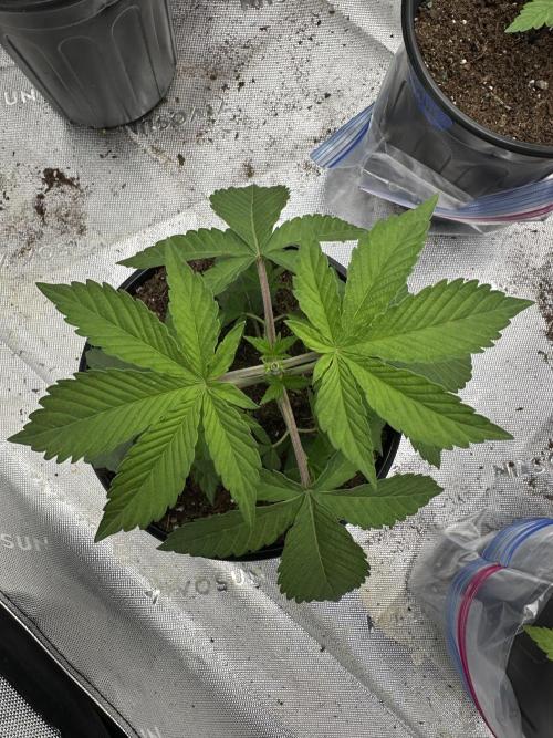 Reba/Rainbow Melon. Week 4