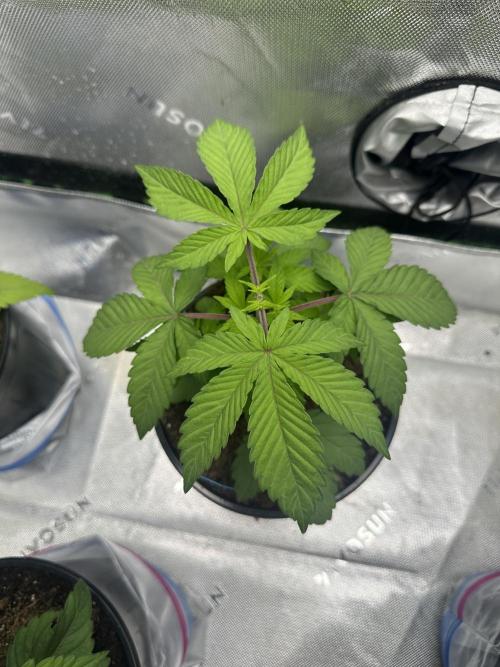 Rainbow Melon. Week 4