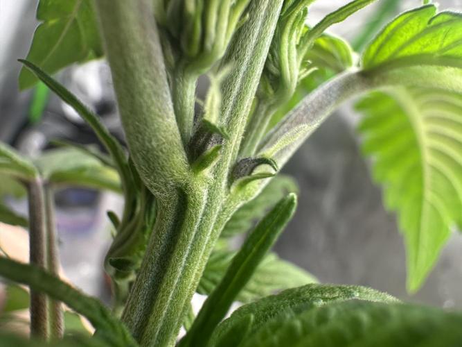 Priscilla/Purple Lemonade Auto. Week 5