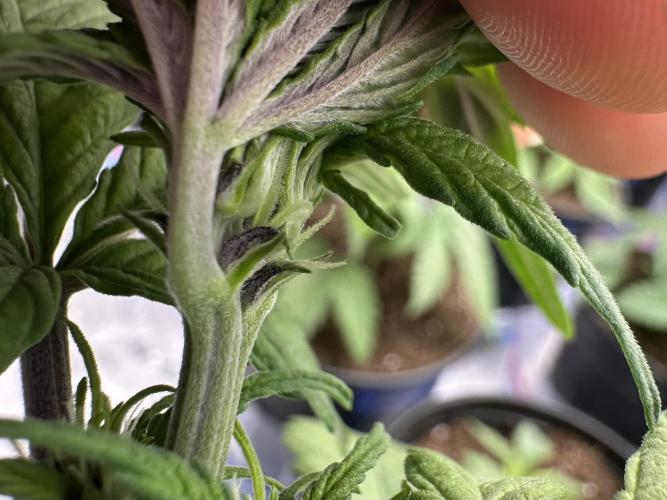 Priscilla/Purple Lemonade Auto. Week 5