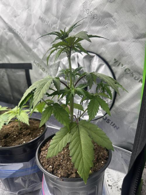 Priscilla/Purple Lemonade Auto. Week 5