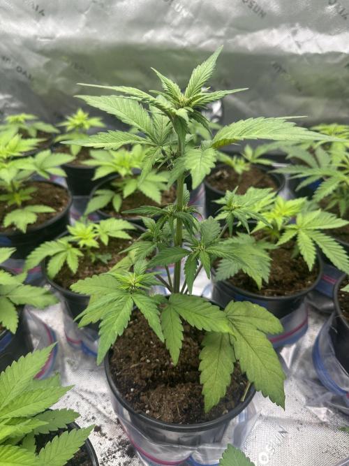 Priscilla/Purple Lemonade Auto. Week 5