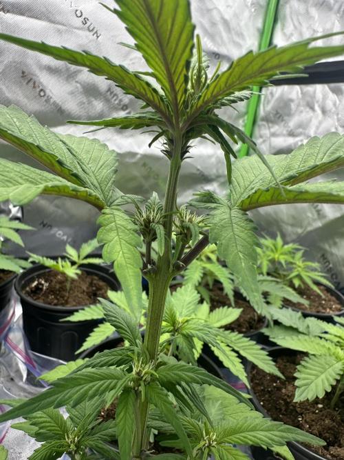 Priscilla/Purple Lemonade Auto. Week 5