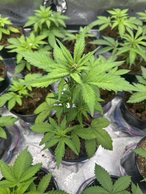 Priscilla/Purple Lemonade Auto. Week 5