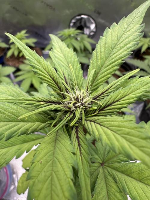 Priscilla/Purple Lemonade Auto. Week 5