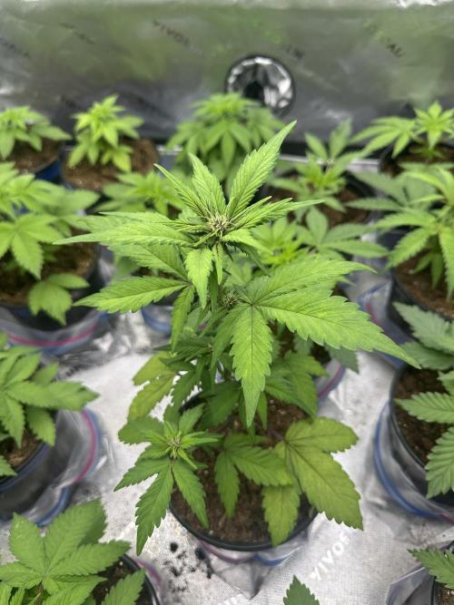 Priscilla/Purple Lemonade Auto. Week 5