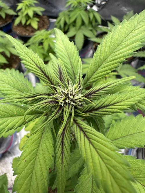 Priscilla/Purple Lemonade Auto. Week 5