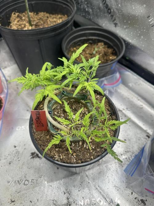 Cleopatra/Crown Bonsai. Week 18