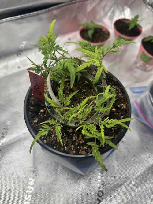 Cleopatra/Crown Bonsai. Week 18