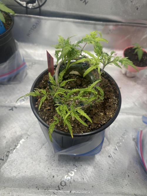 Cleopatra/Crown Bonsai. Week 18