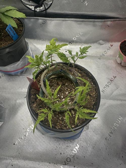 Cleopatra/Crown Bonsai. Week 18