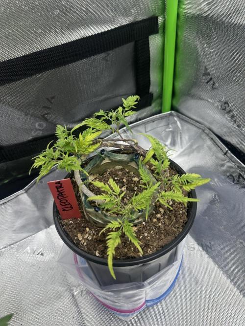 Cleopatra/Crown Bonsai. Week 18