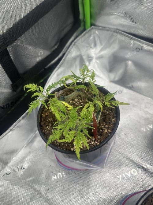 Cleopatra/Crown Bonsai. Week 18