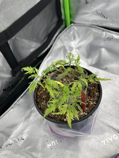 Cleopatra/Crown Bonsai. Week 18