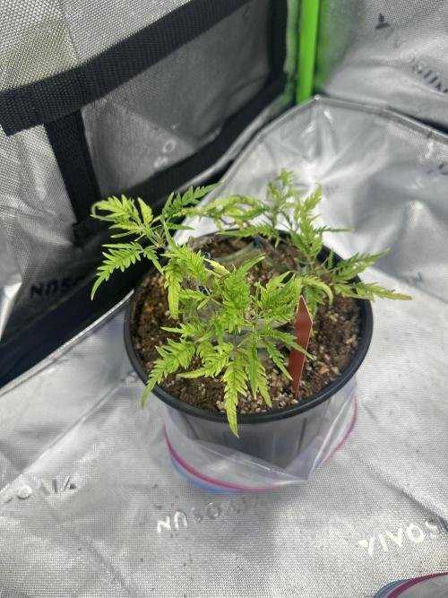 Cleopatra/Crown Bonsai. Week 18