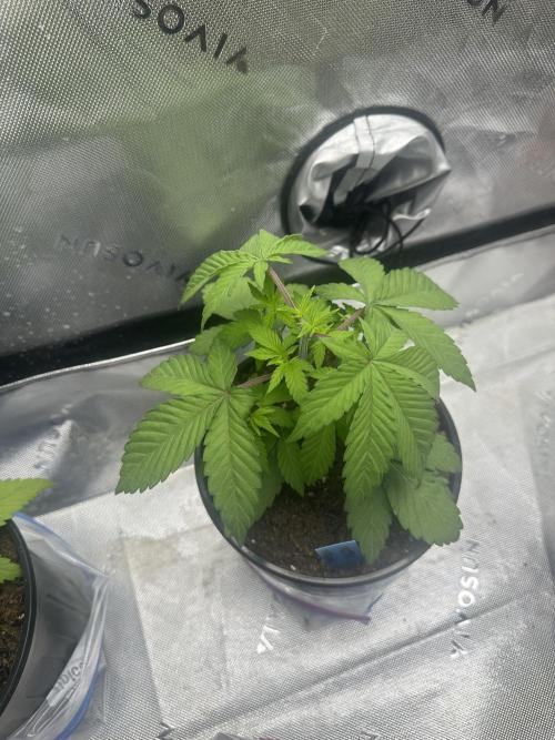 Reba/Rainbow Melon. Week 5
