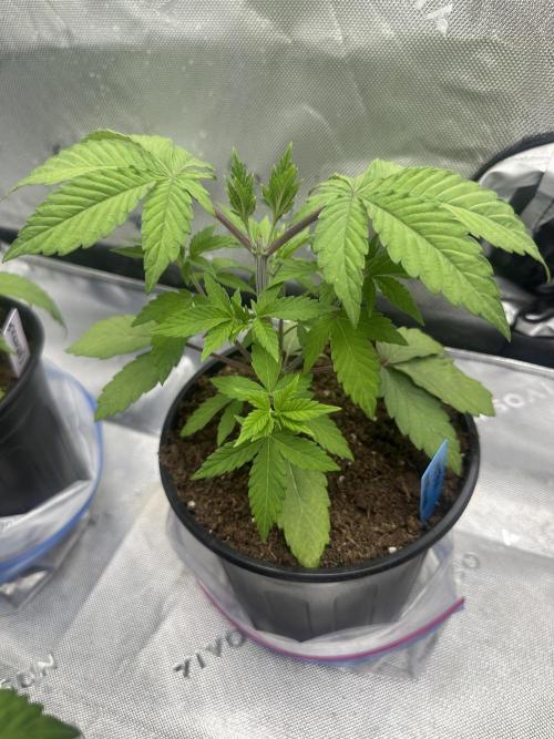 Reba/Rainbow Melon. Week 5