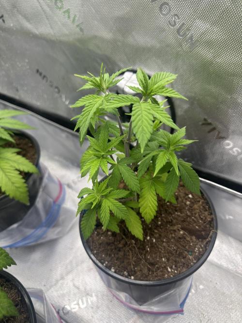 Reba/Rainbow Melon. Week 5
