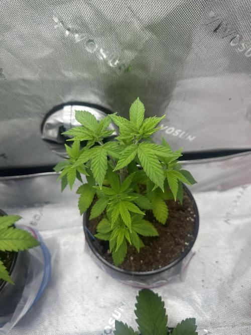 Reba/Rainbow Melon. Week 5