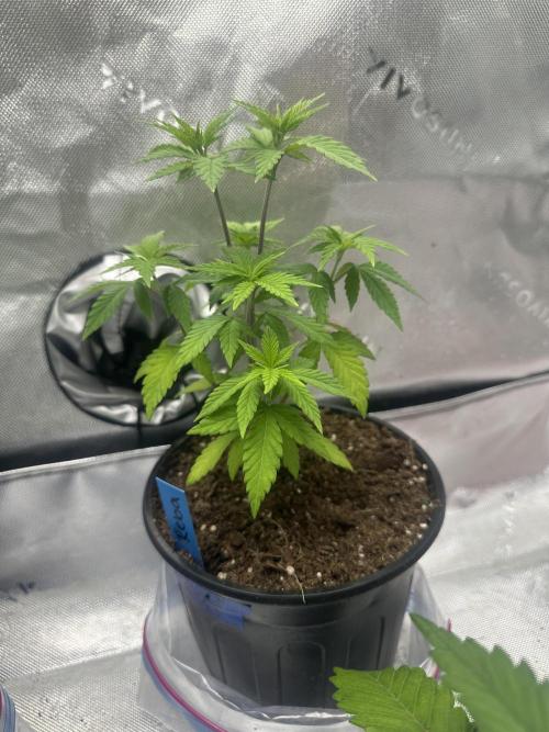 Reba/Rainbow Melon. Week 5