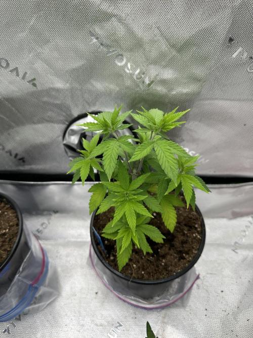 Reba/Rainbow Melon. Week 5
