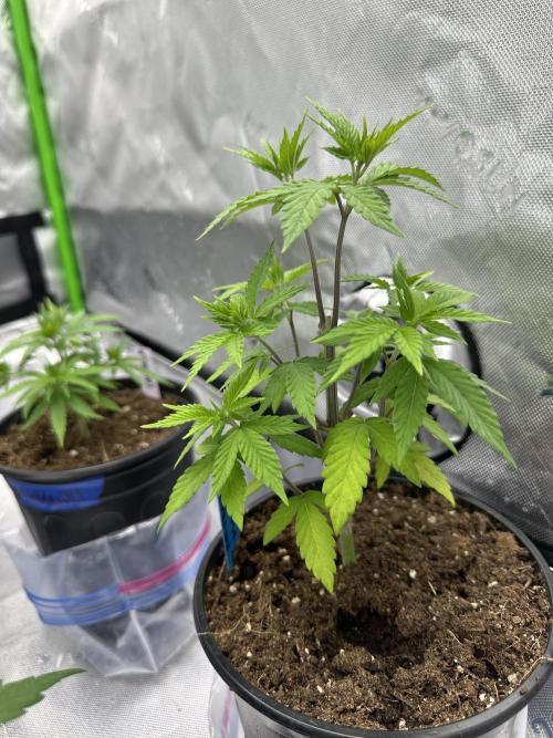 Reba/Rainbow Melon. Week 5