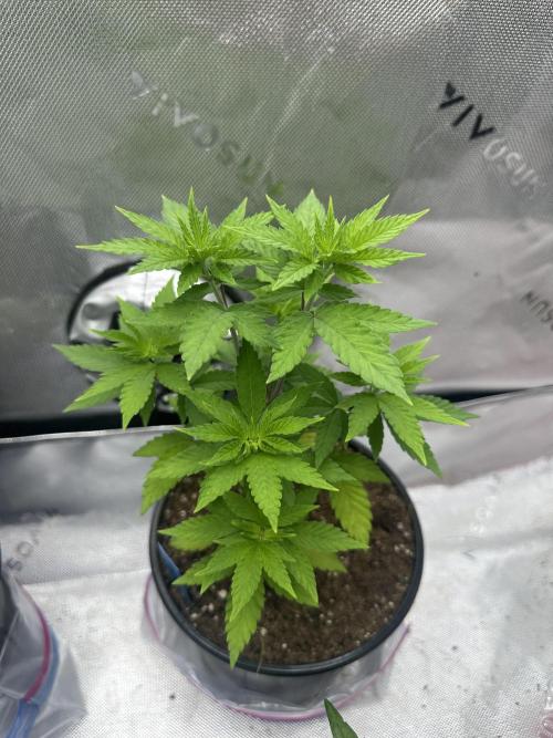 Rainbow Melon. Week 5