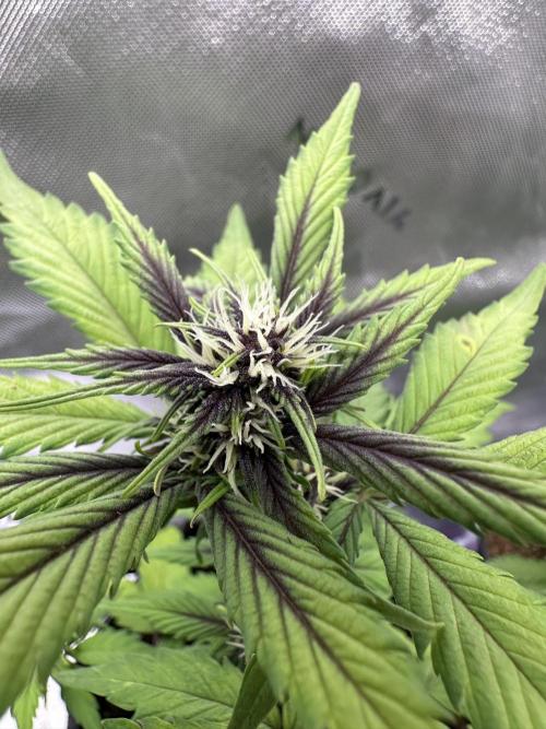 Priscilla/Purple Lemonade Auto. Week 6