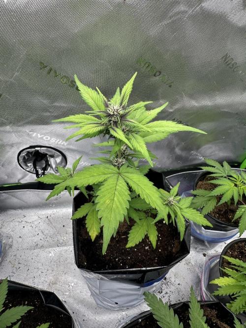 Priscilla/Purple Lemonade Auto. Week 6